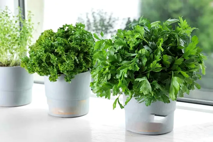 De ce să ţii un ghiveci cu pătrunjel lângă uşa de la intrare în casă. Trucul care îţi va fi de mare ajutor