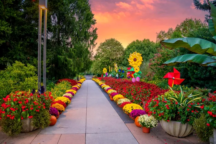 Flori care iubesc umbra