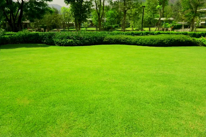 Când trebuie udat gazonul vara