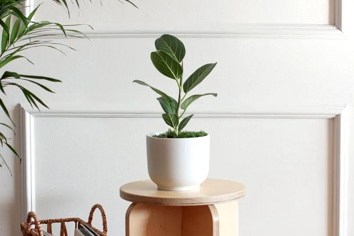Plantele pe care trebuie sa le arunci din casa imediat