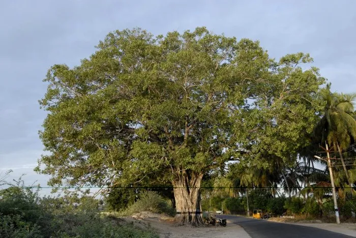Peepalul, un simbol al vieții
