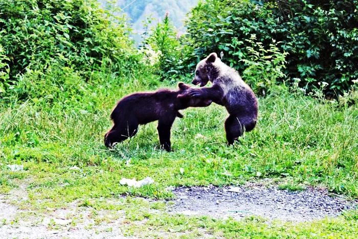 Atenție, turiști! Nu hrăniți urșii
