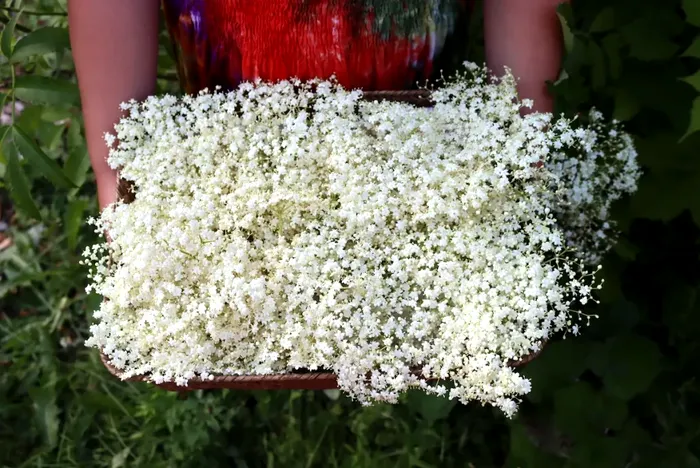 Dulceață din flori de soc