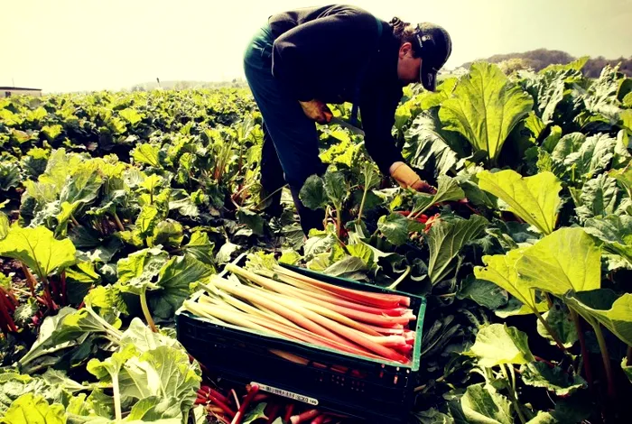 Beneficiile consumului de rubarbă