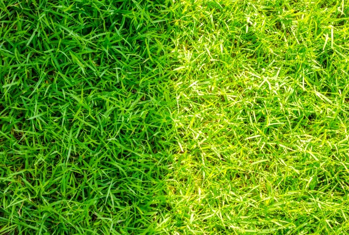 Când trebuie udat gazonul vara