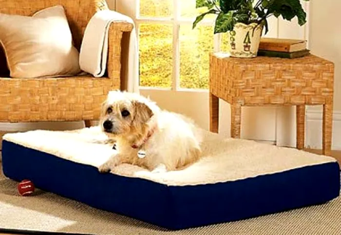 Plantele toxice pentru câini și pisici. Pericolul care se ascunde în casele românilor