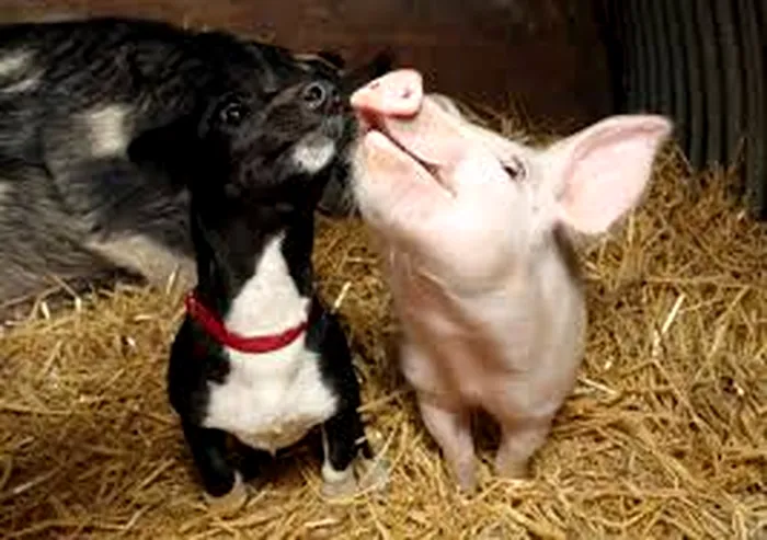 Ungurii vor să schimbe percepția oamenilor împământenită de mii de ani. Care este cel mai bun prieten al omului, porcul sau câinele?