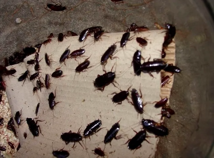 Cum sa scapi de gandaci din casa ta