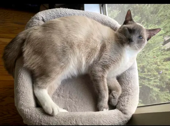 Pisica siameză Rayne Beau