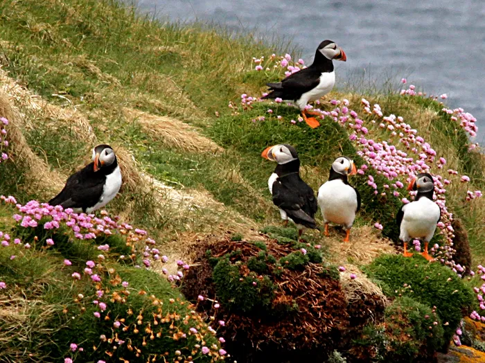 Pufini surprinși pe insula Handa, din Scoția