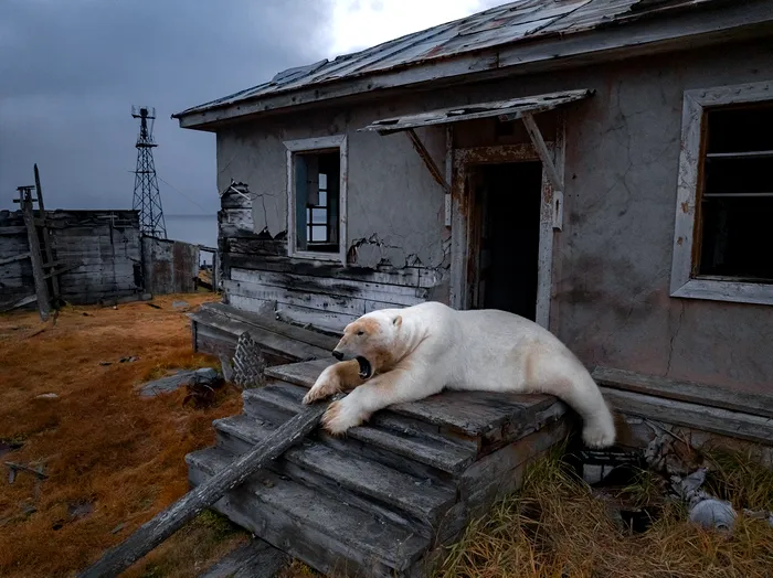 urs polar siberia rusia