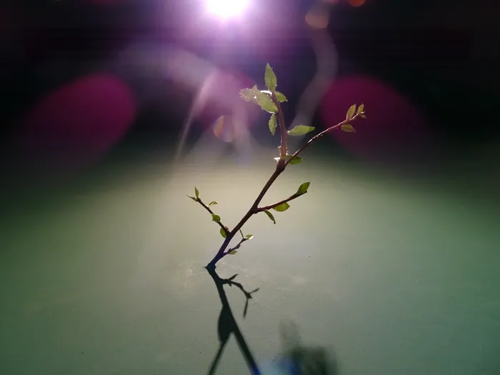 Decor de perete în Ristorante Tokuyoshi