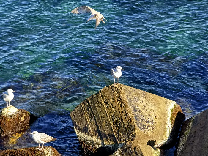 Mostre Huawei Mate 40 Pro