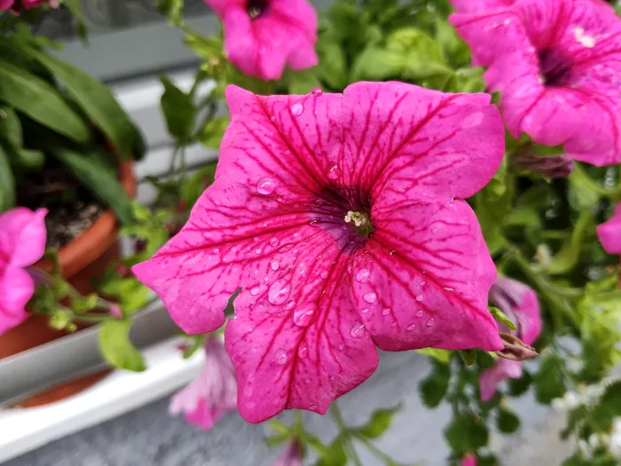 motorola razr 40 ultra - macro după ploaie