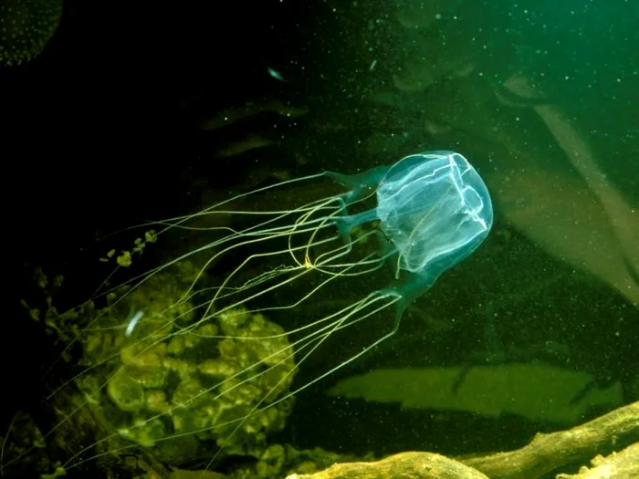 Meduza veninoasa specie rara