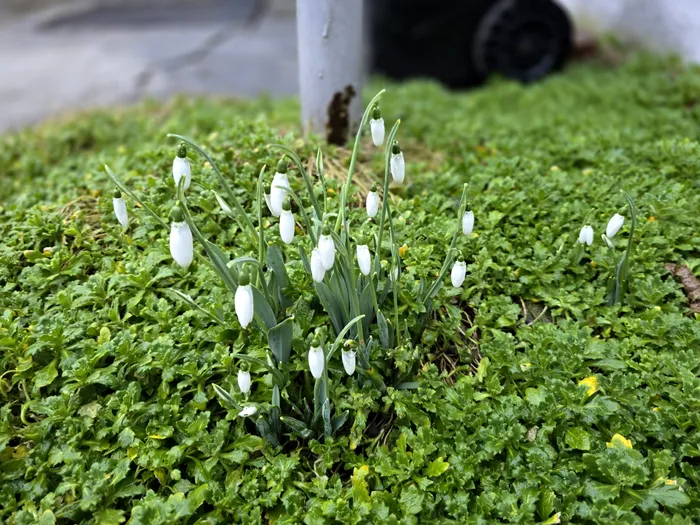 Galaxy S24 Ultra - test portret