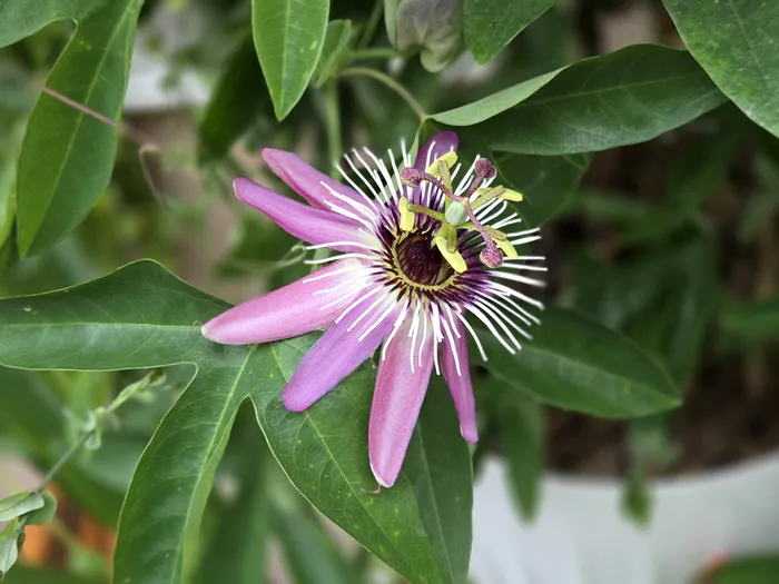 Passiflora fotografiată cu Galaxy Z Flip6