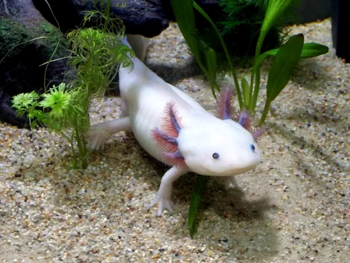 Axolotl, o vietuitoare speciala