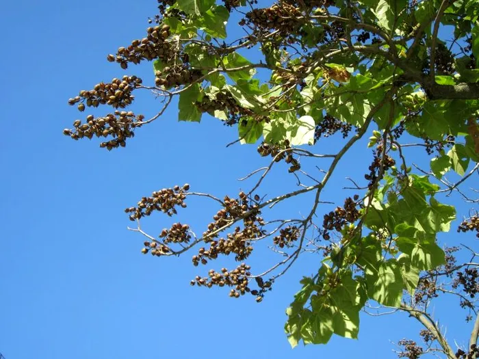 copacul primaverii (1)