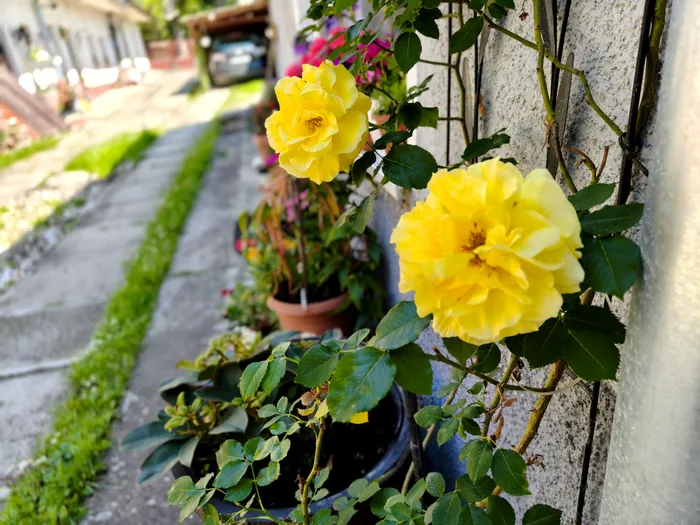 Fotografie portret cu focus pe planul secund cu realme GT 7 - f/3.5, 1/308s 5,59mm / foto: Playtech