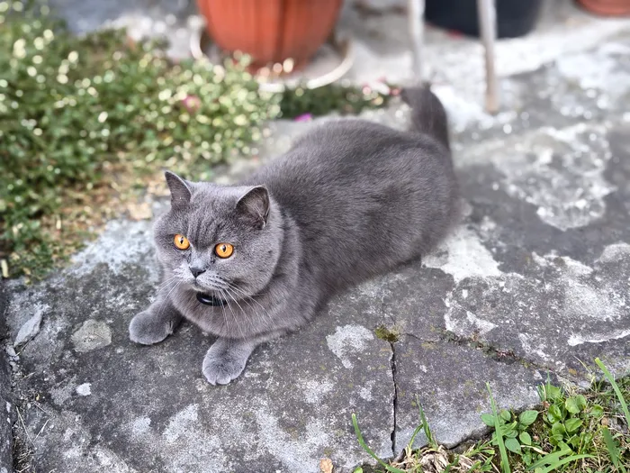 Motorola edge 60 - mod portret / foto: Playtech