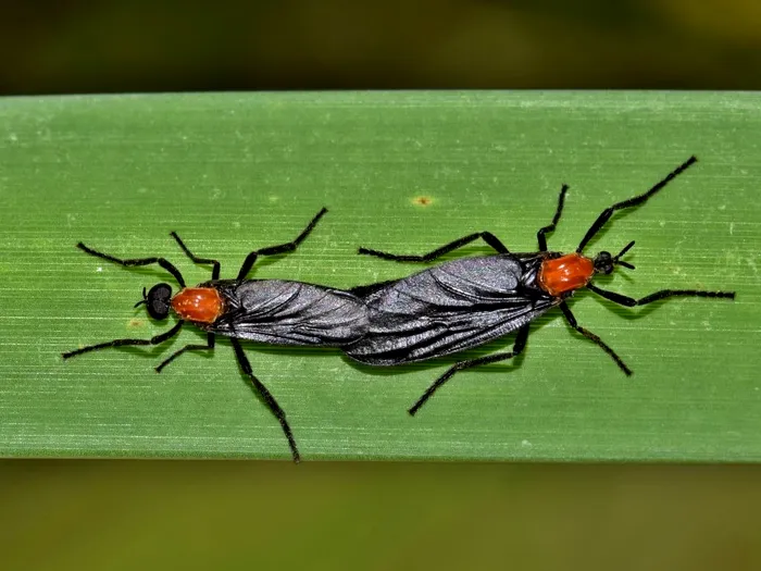 Seul invazie insecte indragostite 1