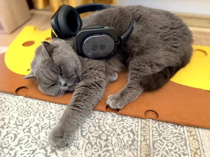 Și pisica apreciază confortul căștilor Headphone (1) de la Nothing