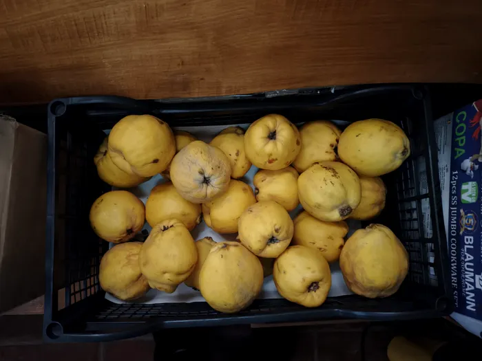 Gutui în întuneric total imortalizate cu Oppo Find X9 Pro