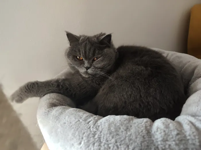 Separația de fundal în modul portret pe REDMI Note 15 Pro+ 5G este naturală, precisă și fără scăpări