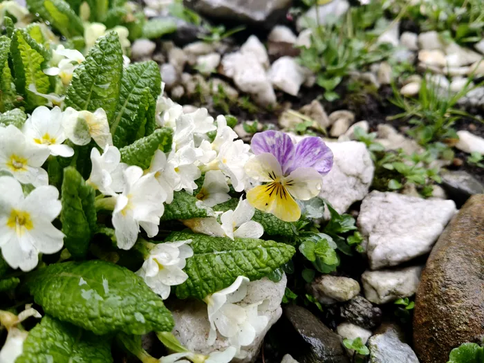 Fotografie Macro cu OPPO Reno14 5G