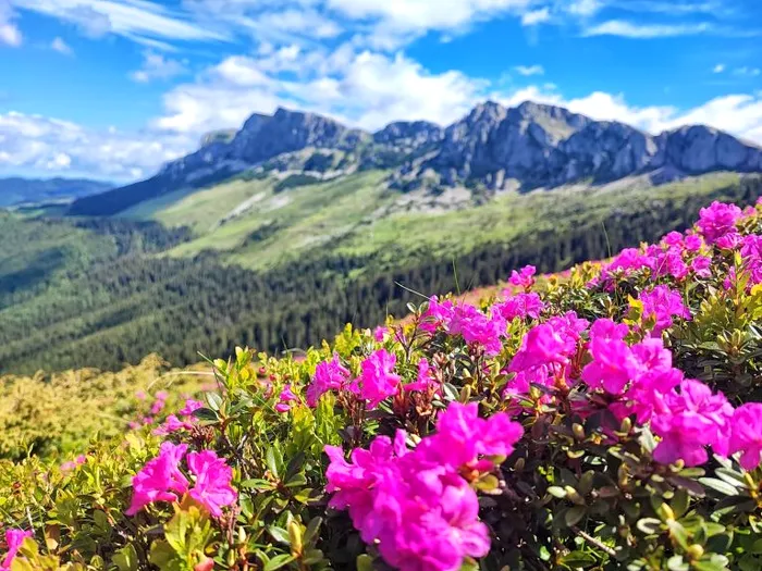 Bujorul de munte, planta protejată