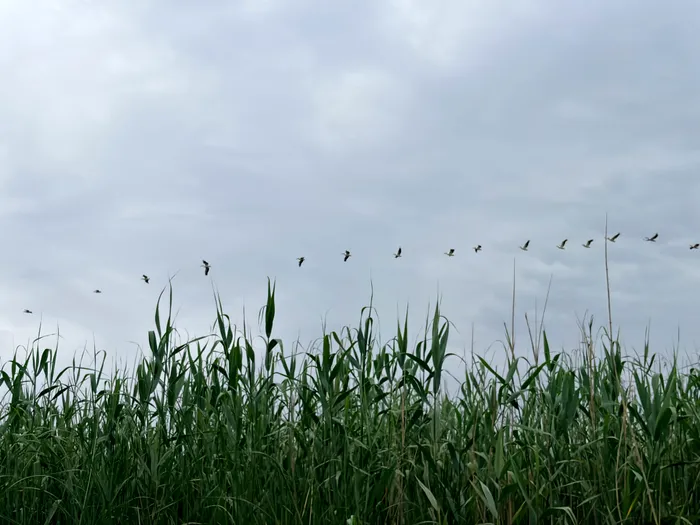 Peisaj de Delta Dunării / foto: Playtech