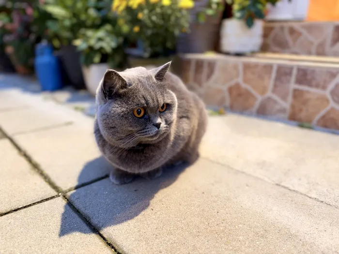 Fotografie portret cu iPhone 18 Pro