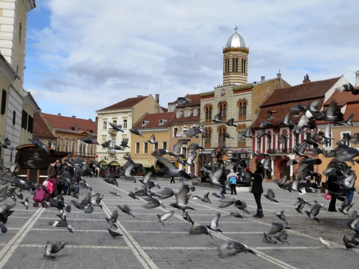 Porumbei în centru vechi din Brașov