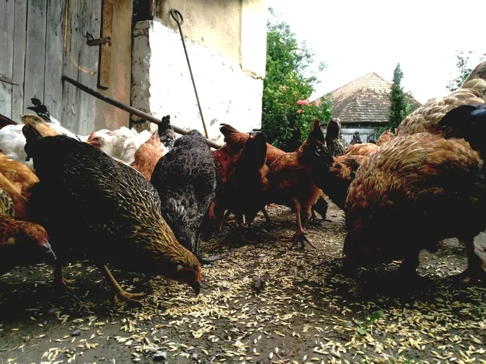 Ce să pui în apa găinilor ca să scape de păduchi. Păsările tale vor scăpa de paraziți