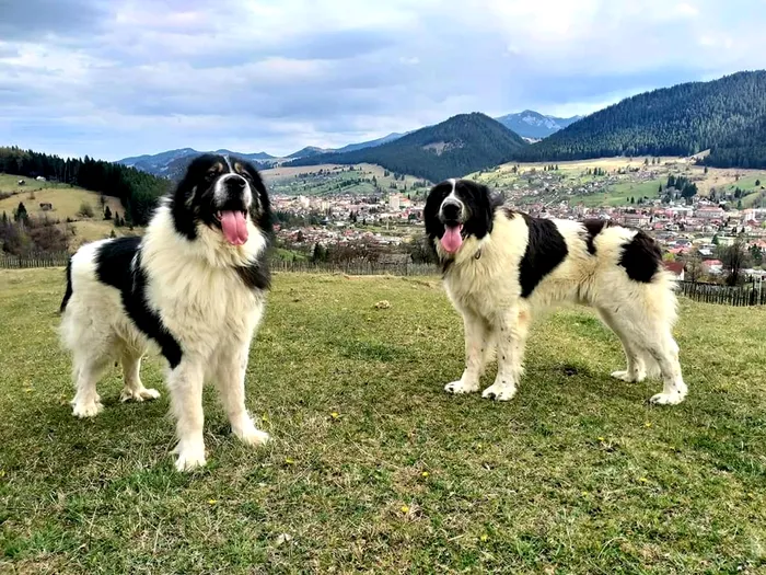 Creatura din România care se luptă cu urșii și lupii