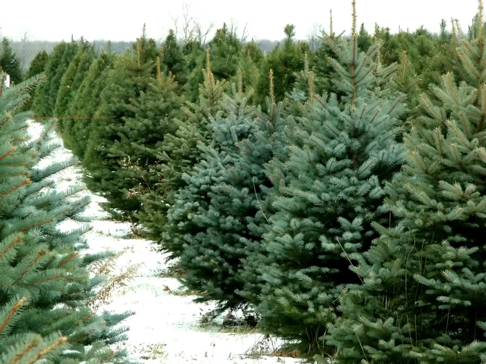 Afacerea banală cu care un român a dat lovitura înainte de Crăciun. Are comenzi din plin, un produs poate ajunge la 1.500 de lei