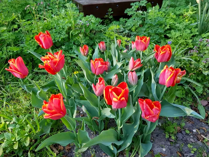 Singura lalea olandeză cu nume românesc. A înflorit pentru prima dată nu departe de București