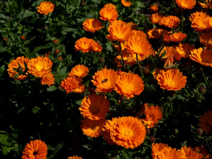 Gălbenelele, printre cele mai iubite flori