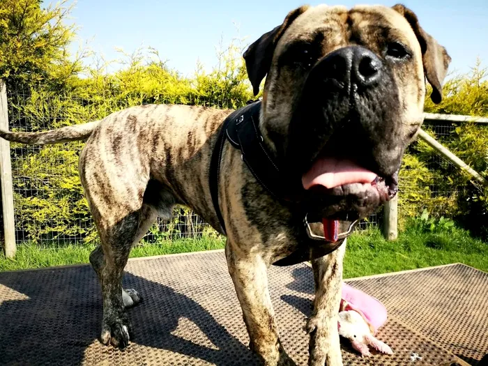 Presa Canario, un câine loial, dar agresiv
