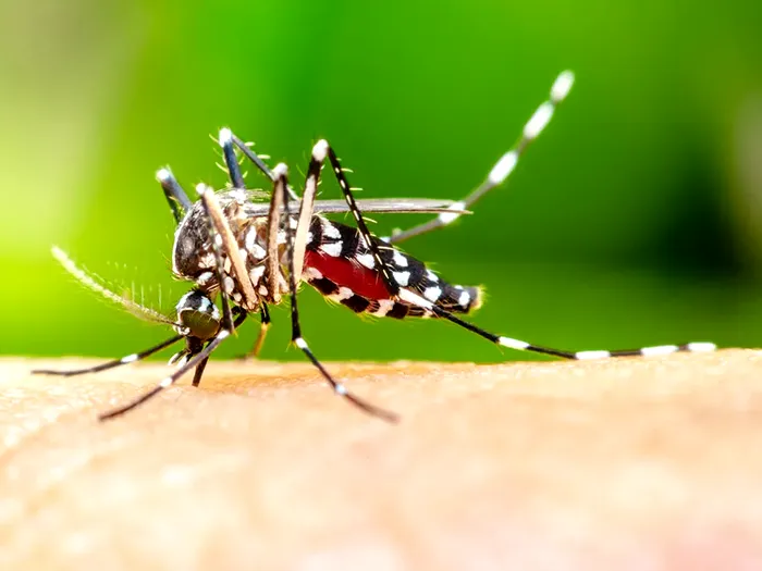 Culorile care țin departe țânțarii. În ce trebuie să te îmbraci ca să scapi de înțepăturile insectelor enervante