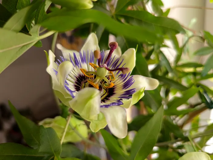 Realme 11 Pro+ 5G - Macro