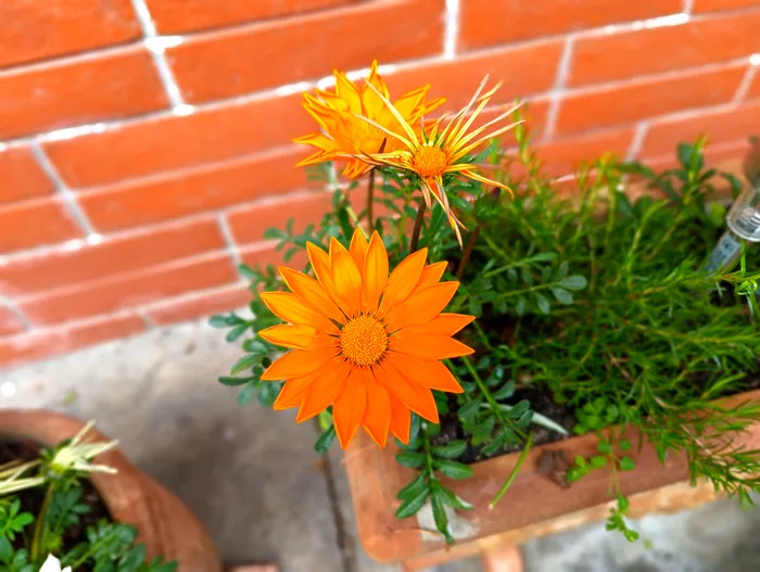 Realme 11 Pro+ - portret natura