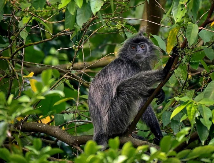 Un student a facut o descoperire rara dupa ce a fost atras intr-o padure de sunete ciudate. „N-am mai vazut asa ceva”