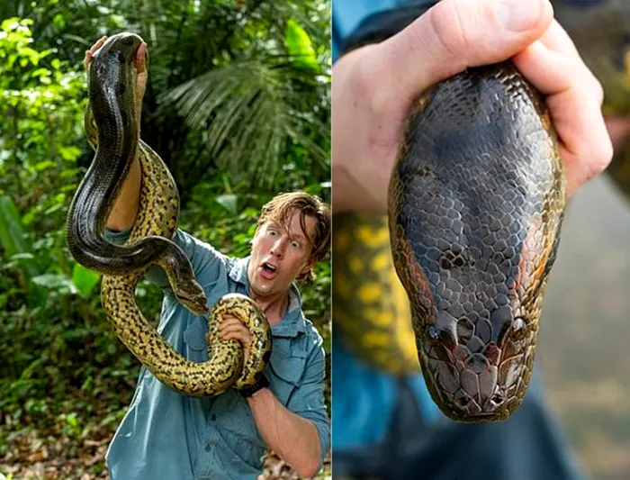 Profesorul Jesus Rivas, autorul principal al studiului, a explicat că și-a dat seama pentru prima dată că există mai mult de o specie de anaconda verde cu peste 15 ani în urmă