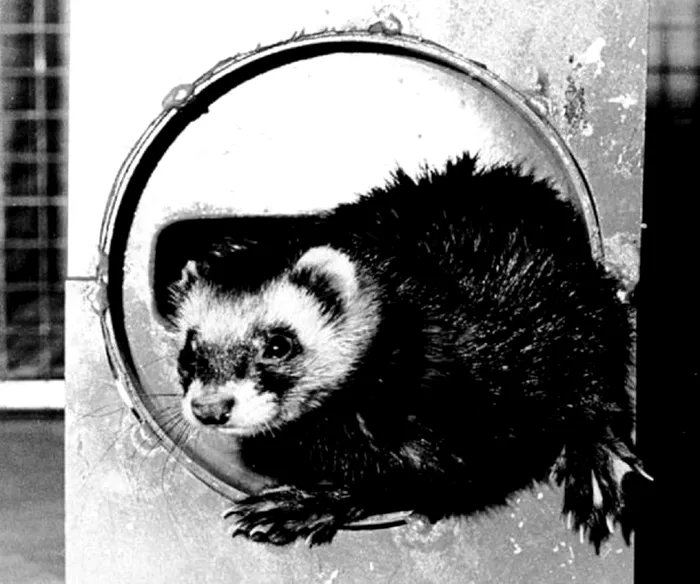 Acceleratorul de particule salvat de un dihor: cum a fost posibil, ce s-a întâmplat cu animalul