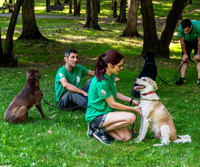 interviu adapostul speranta delia darabana despre animalele nimanui 6