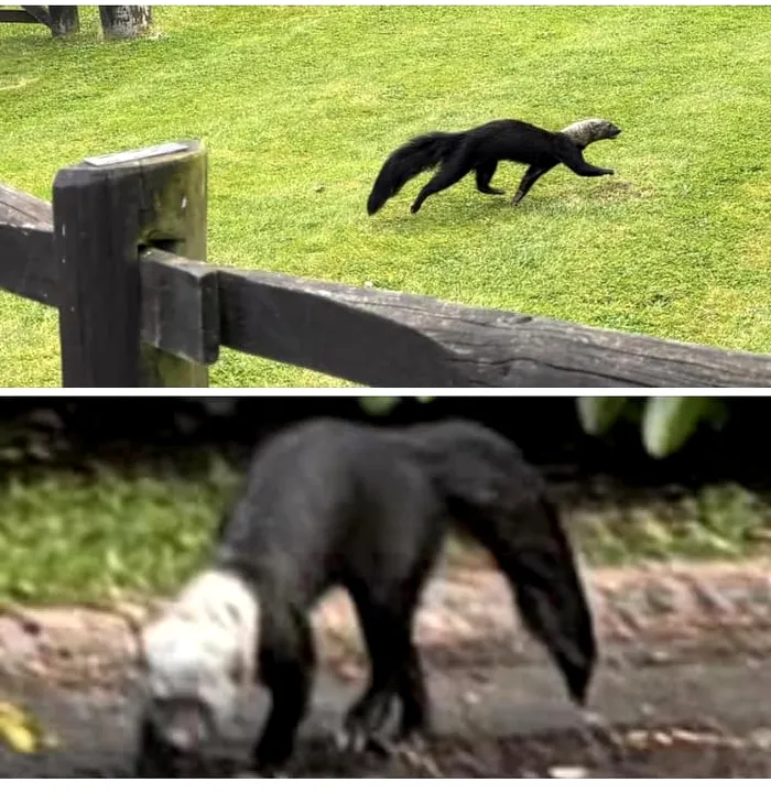 Animalul misterios care a speriat localnicii. Nu seamănă cu nimic din ce au văzut până acum, au scos imediat telefonul mobil pentru a-l filma