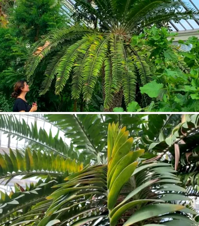 Această specie de plantă a existat încă înainte de apariția dinozaurilor.