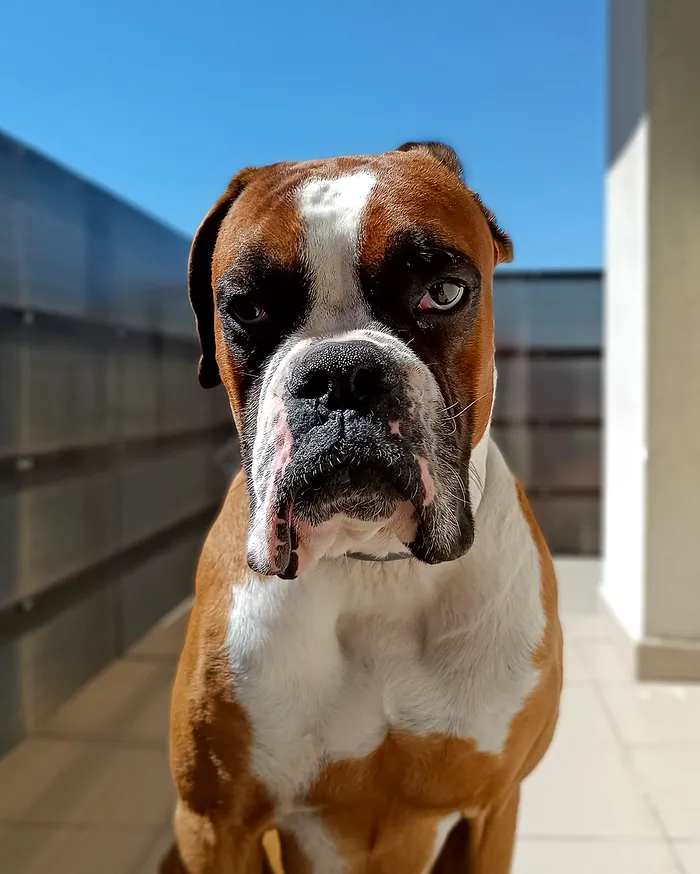 mostra foto realme 8 5g